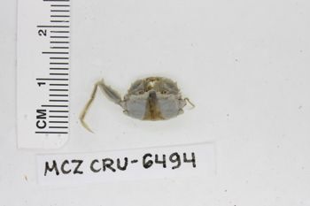 Media type: image;   Invertebrate Zoology CRU-6494 Description: Preserved specimen.;